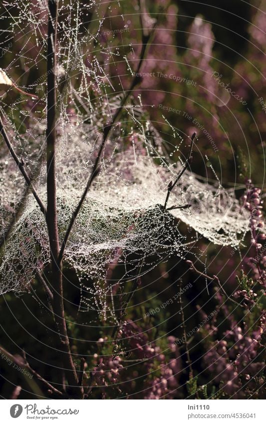 Spinnennetz im Moor zwischen Heidekraut und Birken Natur Morgen Herbst Moorlandschaft Birkensetzling Tautropfen Morgentau Spinnengewebe Gewebe Gespinst