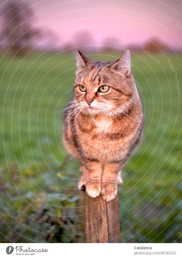 Im Abendlicht sitzt die Katze auf ihrem Pfahl Tageslicht Fell Tierporträt Hauskatze Tieger-Katze Fauna Natur Landschaft Himmel Abenddämmerung Sonnenuntergang