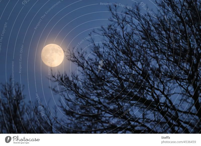 der Mond in den Baumkronen Vollmond Mondschein Mondscheinlicht Mondsüchtig Mondnacht Mondlicht Mondbild Mondaufgang Mondzyklus Mondkalender Nachtruhe