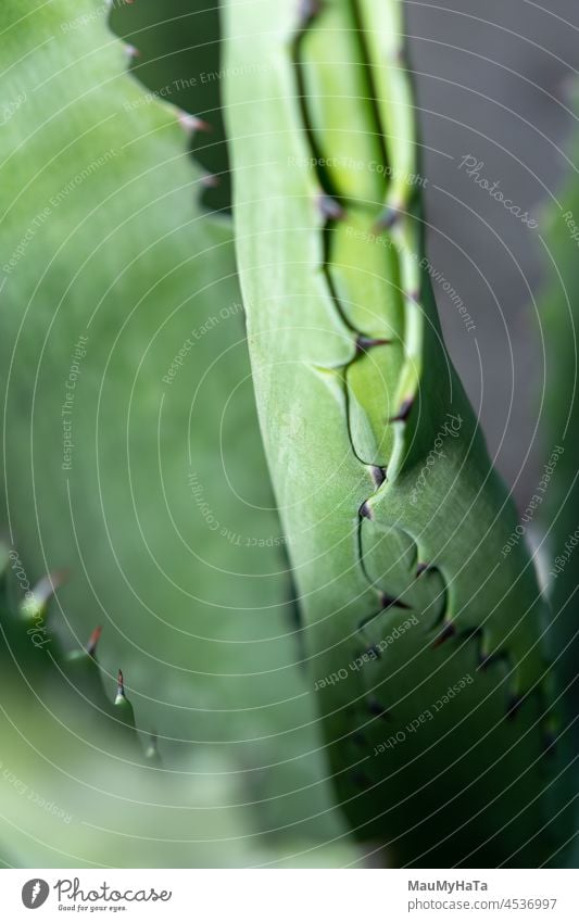 Aloe Vera Pflanze Natur grün Nahaufnahme Medizin Hintergrund frisch Kosmetik Kräuterbuch natürlich Pflege Gesundheit Blatt organisch