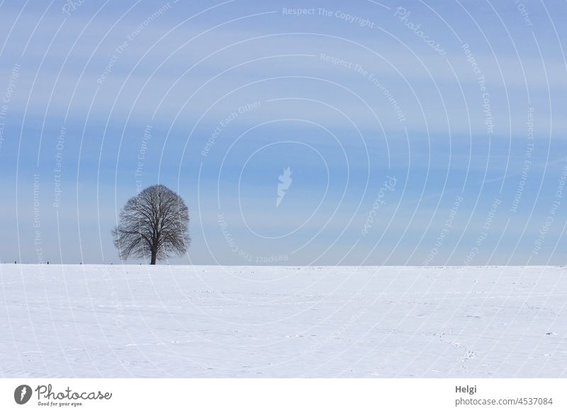 Winterlandschaft mit einsamem Baum im Schnee vor blauem Himmel Schneelandschaft Kälte Wintertag Winterstimmung Natur kalt Landschaft weiß Außenaufnahme