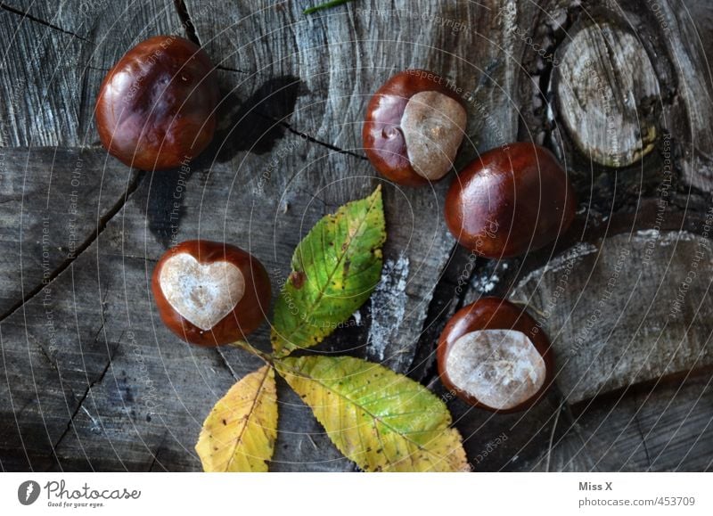 Herzbst ist da Natur Pflanze Herbst Baum Blatt Wald Liebe herbstlich Kastanie herzförmig Baumstamm Jahresringe Menschenleer Nahaufnahme Kastanienblatt Farbfoto