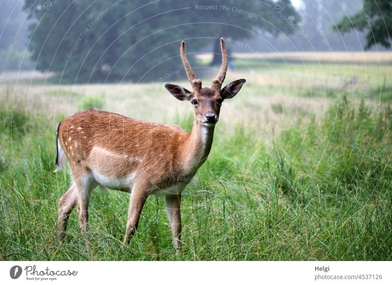 Spießer - junger Damhirsch steht in einem großen Damwildgehege draußen Tierporträt Wiese Baum Blick Wildtier Außenaufnahme Farbfoto Menschenleer