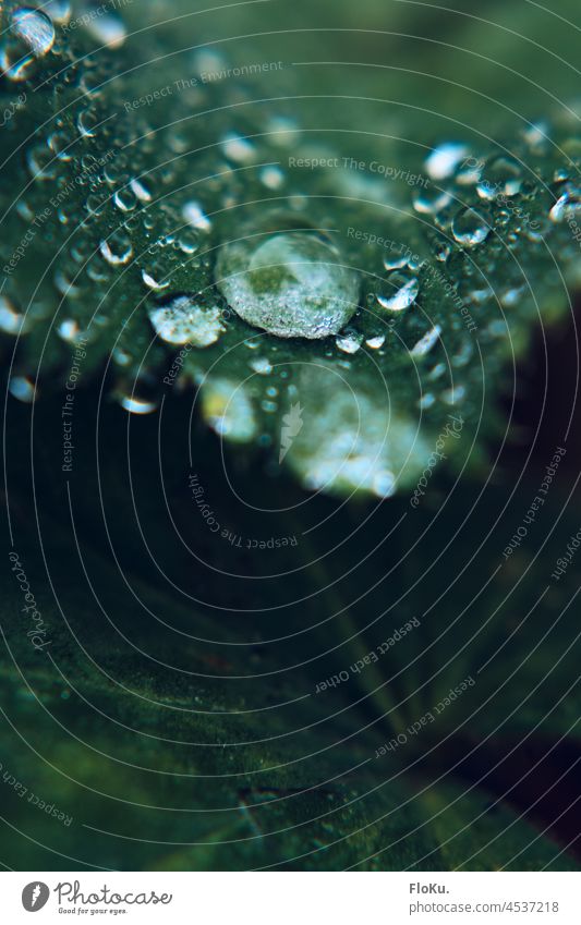 Blatt nach dem Regen Natur Umwelt Wasser Tropfen Pflanze Wassertropfen grün Farbfoto Makroaufnahme Außenaufnahme nass Nahaufnahme feucht Detailaufnahme