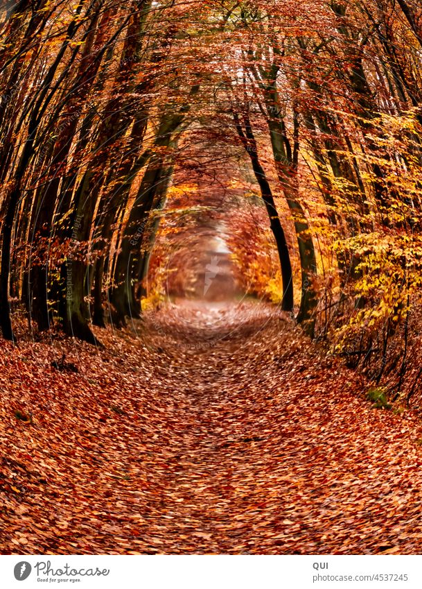 Der Wald(-weg) ist das Ziel Waldweg Herbst Warm Bunt Bäume Weg Spaziergang Natur Waldboden Licht Außenaufnahme Wege & Pfade Erholung Menschenleer Umwelt ruhig