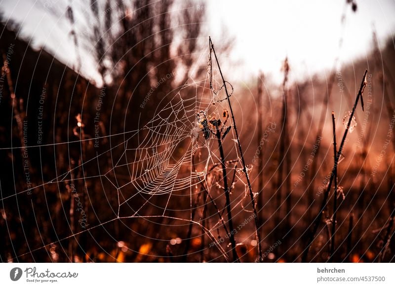 alte weiber Himmel Blatt Sträucher Pflanze Baum Kontrast Sonne Ruhe Idylle Farbfoto Außenaufnahme Umwelt Landschaft Spinne Garten verträumt Jahreszeiten