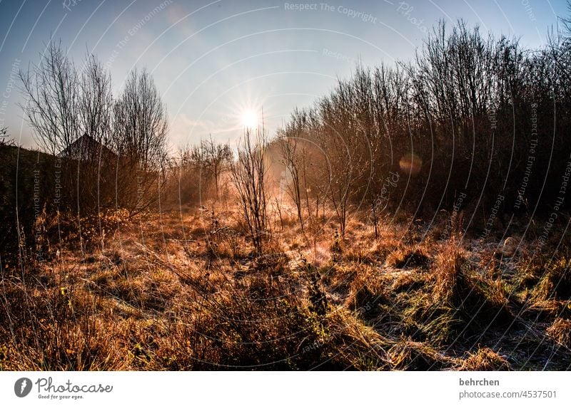 ein guter morgen eisig frieren gefroren Kälte kalt Raureif Winter Jahreszeiten Menschenleer Umwelt Herbststimmung Natur Himmel Idylle Sonnenaufgang Landschaft