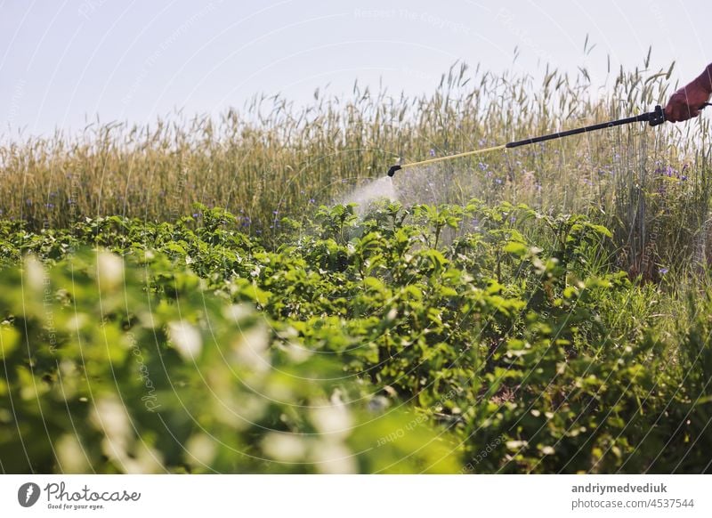 Ein Landwirt behandelt mit einer Sprühflasche die Kartoffelplantage gegen Schädlinge und Pilzbefall. Einsatz von Chemikalien in der Landwirtschaft. Landwirtschaft und Agroindustrie. Verarbeitung der Ernte. Schutz und Pflege