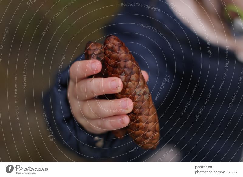 ein Kind hält einen tannenzapfen in der hand. sammeln. kinderspiel natur kleinkind hände kinderhand entdecken kindheit winter weihnachten Nahaufnahme