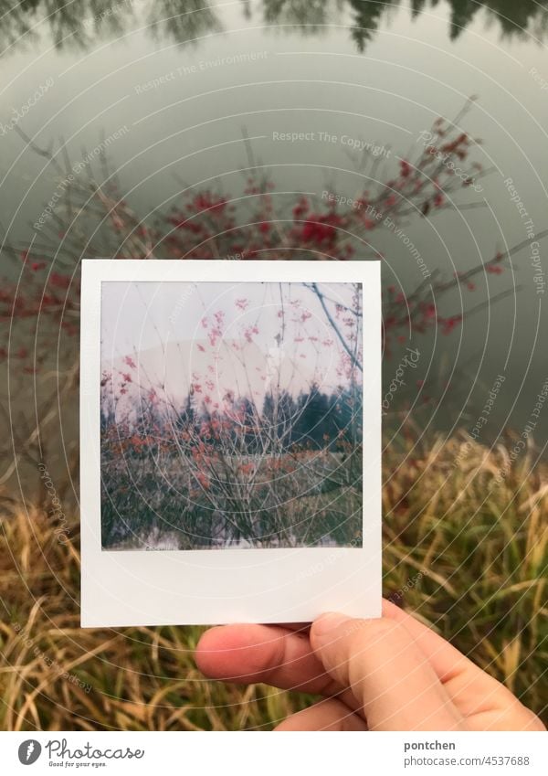 800x. digital, analog zwei Welten, zwei in eins. Strauch mit roten Beeren am Wasser. Polaroid polaroid strauch gewässer fluss herbst beeren ufer natur