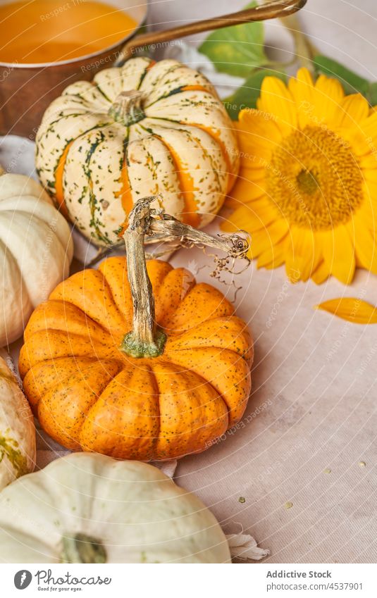 Diverse Kürbisse auf dem Tisch mit Blume Gemüse gesunde Ernährung Vitamin Sonnenblume Pflanze sortiert Ernte Lebensmittel roh natürlich verschiedene frisch reif