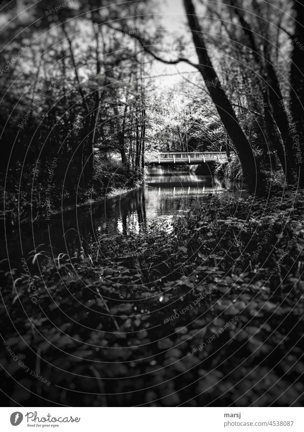 In der Dunkelheit leuchtet eine Brücke. Sie spiegelt sich im stehenden Wasser eines Flussnebenarms. Spiegelung im Wasser Reflexion & Spiegelung Wasseroberfläche