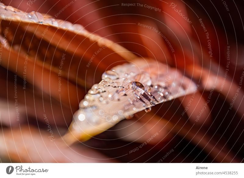 Glasperlensimulation Wassertropfen Blatt schillern nass Regen glänzend rot frisch Reflexion & Spiegelung rein natürlich Garten leuchten Tropfen Schönes Wetter