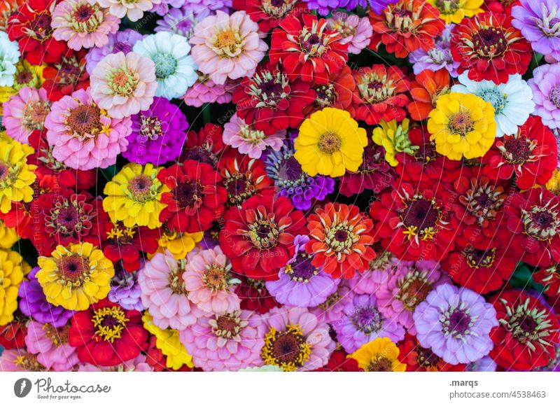 Zinnien zinnie mehrfarbig Blüte Blume Pflanze Natur Frühling Blütenblatt zinnia elegans Garten Hintergrundbild Vogelperspektive Nahaufnahme Korbblütengewächs