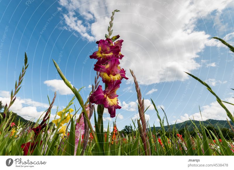 Gladiolenfeld Blüte rot grün Blühend Sommer Pflanze Wachstum Natur Himmel Schönes Wetter Perspektive Gladiolus Schwertblume Schwertliliengewächse