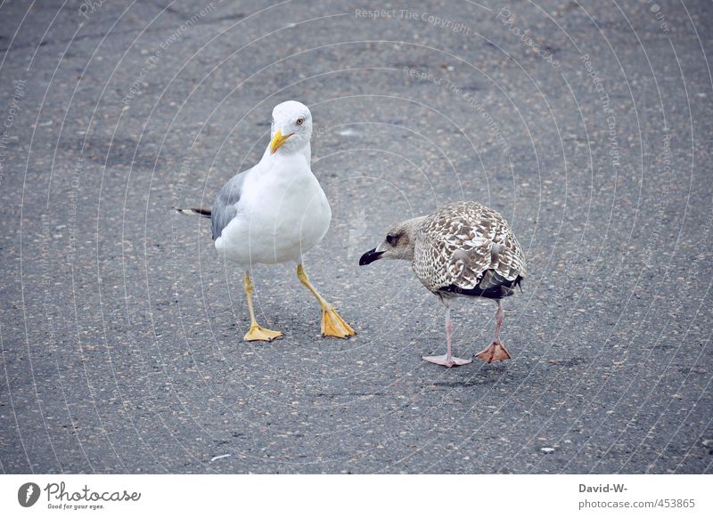 Unterwerfung? Stadt Hafenstadt Menschenleer Straße Tier Vogel Möwe Möwenvögel 2 Tierpaar Asphalt Stein Brunft Bewegung Kommunizieren elegant braun weiß