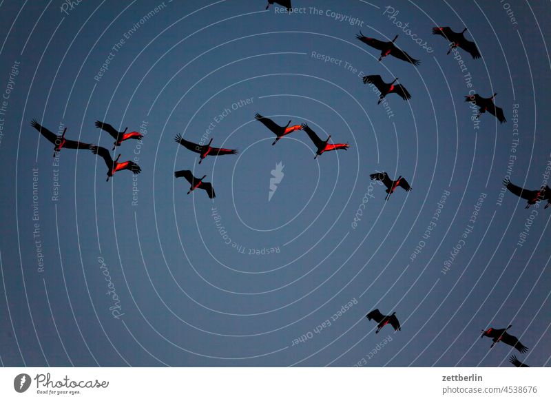 Immer noch mehr Kraniche abend baum brandenburg dorf dunkel dämmerung gänse himmel kraniche landschaft landwirtschaft linum ländlich natur naturschutz schwarm