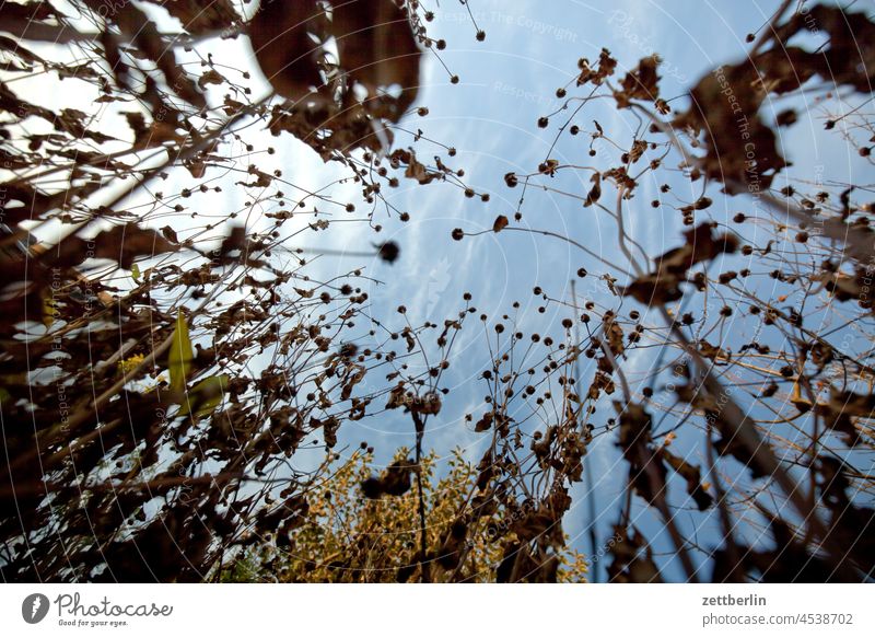 Verblühte Herbstanemonen im Spätherbst abend dämmerung erholung ferien garten herbstlaub himmel kleingarten kleingartenkolonie knospe laubfärbung menschenleer