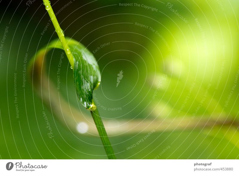 Blatt im Sonenlicht Umwelt Natur Tier Urelemente Erde Sand Feuer Luft Wasser Wassertropfen Himmel Wolken Stern Sonne Sonnenlicht Mond Frühling Sommer Regen