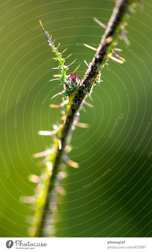 Herbst Sommer Sonne Frühling Wetter Wind Sturm Blatt ästhetisch außergewöhnlich Ende Herbstfärbung erde Herbstferien Herbstes Herbstmeisterschaft Herbsttagung