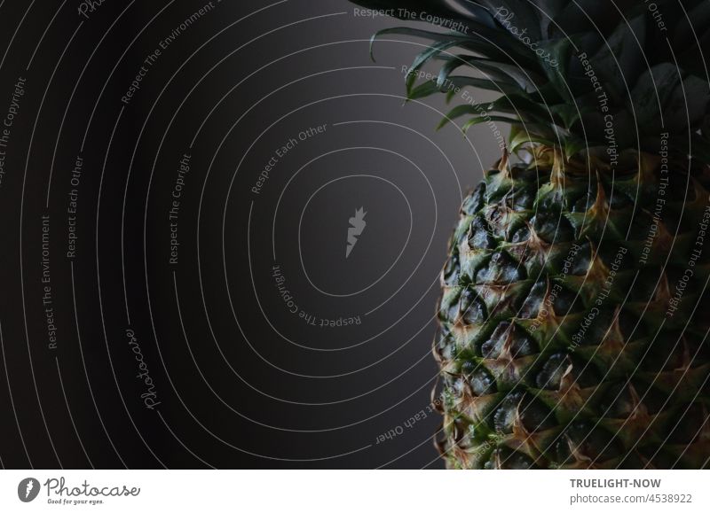 Detail einer Ananas Frucht mit Schale und Blättern, schweigend im frühen Morgenlicht exotisch frisch reif Lebensmittel tropisch süß Ernährung Gesundheit