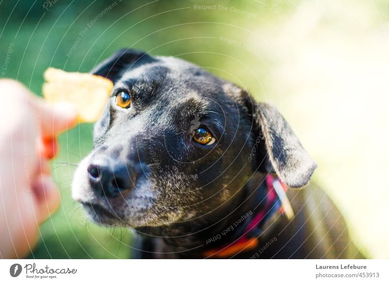 Hund bekommt ein Cookie Natur Tier Sommer Wald Haustier 1 Essen festhalten Fressen Blick Freundlichkeit lecker lustig Neugier niedlich klug grün rot schwarz