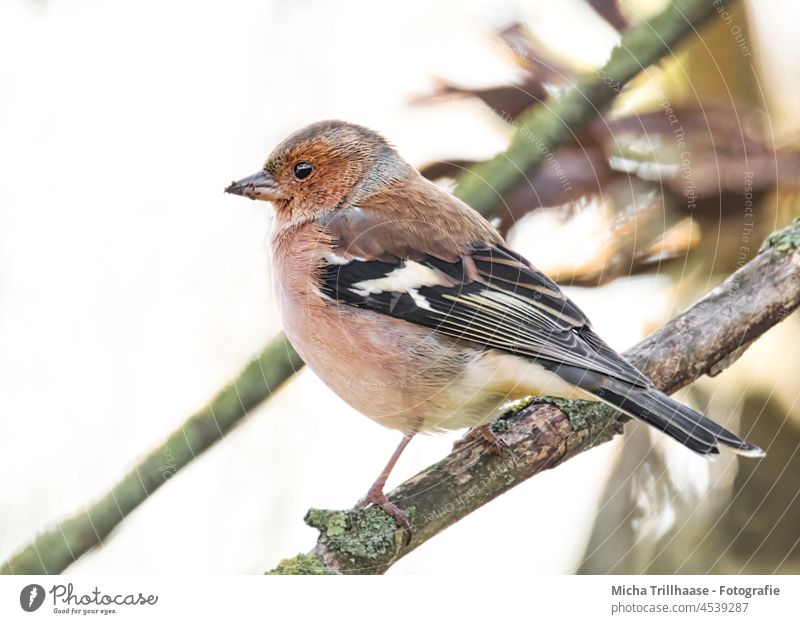 Buchfink im Baum Fringilla coelebs Fink Kopf Schnabel Tiergesicht Flügel Krallen Auge Vogel Wildtier Feder Zweige u. Äste Farbfoto Außenaufnahme Nahaufnahme