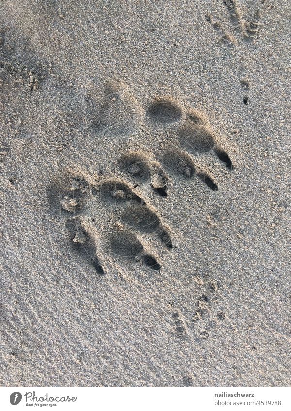 Fußabdrücke im Sand Hund Pfotenabdruck Pfotenspuren Pfotenabrücke Vogel Vogelspuren Strand Spuren Möwenspur Küste Außenaufnahme Farbfoto Umwelt schönes Wetter