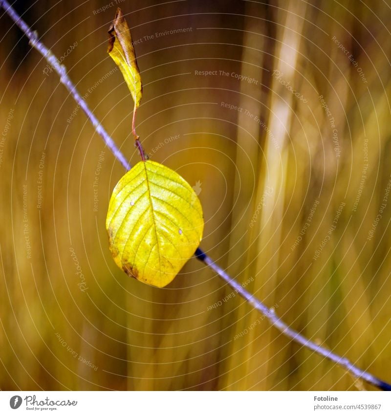 Ja es gibt sie, die sonnigen Herbsttage und ich liebe sie! Diese zwei einsamen Blättchen hat der Herbststurm noch nicht abgezupft. Blatt Natur Außenaufnahme