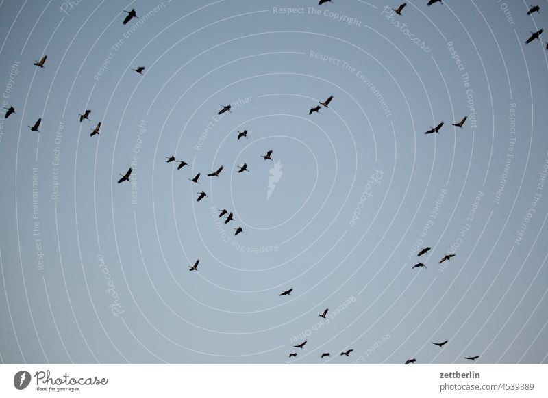Immer noch mehr Kraniche abend baum brandenburg dorf dunkel dämmerung gänse himmel kraniche landschaft landwirtschaft linum ländlich natur naturschutz schwarm