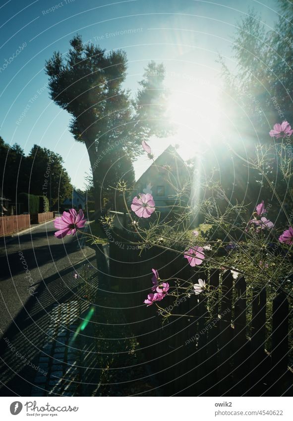 Überhangmandat Dorfidylle Wolkenloser Himmel Dorfstraße Häuser Silhouette Vorgarten Zaun Bäume Umwelt leuchten glänzend Cosmea Garten Leichtigkeit Blumen Blüten