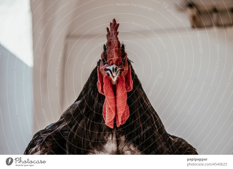 Portrait eines Hahns Hahnenkamm hahn im korb hahnenschrei Tier Nutztier Farbfoto Tierporträt Außenaufnahme Bauernhof Stolz Vogel Feder Haushuhn Schnabel