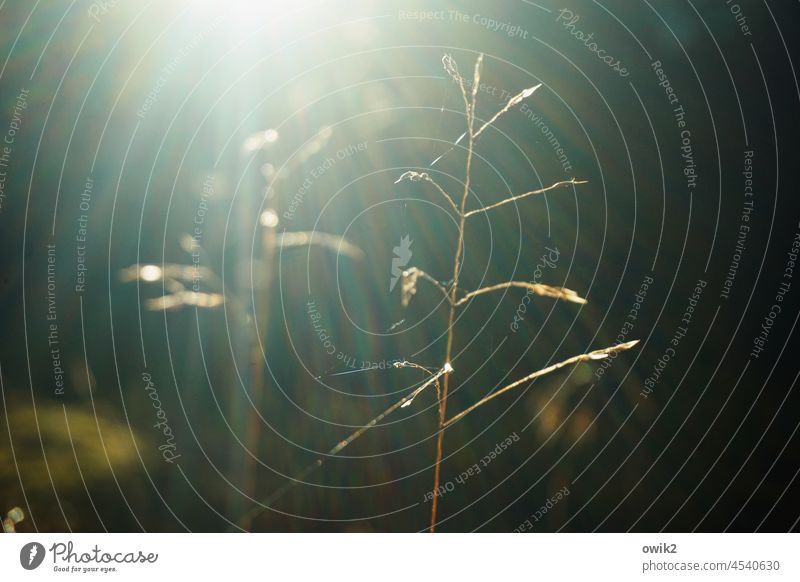 Herbsthalme Pflanze Stengel Anmut zart Lichtspiel zerbrechlich zierlich Halm Idylle nah dünn Wachstum stehen leuchten Schönes Wetter Sträucher Gras Landschaft