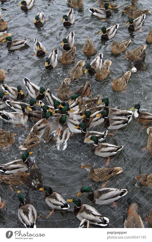 Seeschlacht – Stockenten männlich und weiblich ringen um Brotstücke Stockenten-Paar Stockentenpaar Entenvögel Ententeich Entenfamilie Vogel Tier Farbfoto