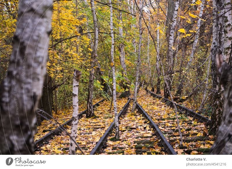 Stillgelegt | User Treffen Berlin November 2021 Gleise Wege & Pfade Außenaufnahme Verkehrswege Farbfoto Menschenleer Natur Birken Birkenwald Herbst herbstlich