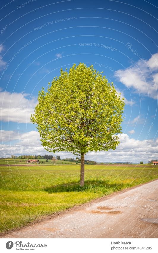 Ein Baum alleinstehend auf der Wiese Farbfoto Außenaufnahme Tag 1 mehrfarbig Natur Menschenleer grün natürlich Umwelt Ruhe Idylle abschalten relaxen Landschaft