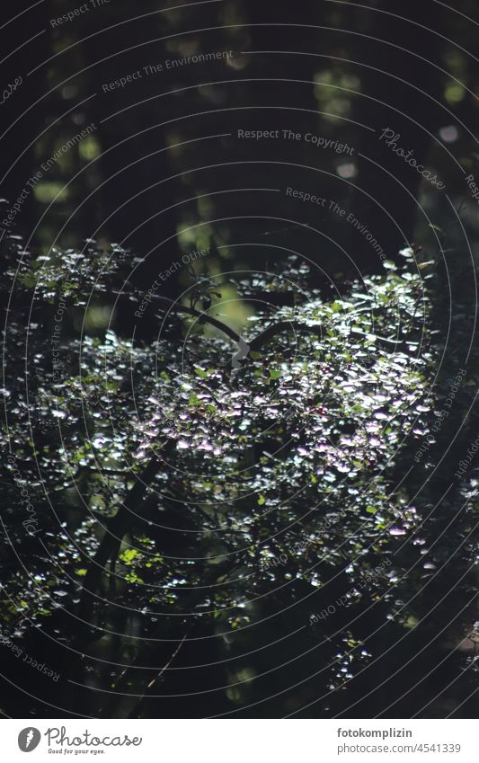 Blätter-Flimmern im Dickicht Geäst Licht flimmern Wald Baum Ast Zweige Zweige u. Äste Natur Umwelt Äste und Zweige grün dunkel leuchten Stimmung Waldgrün