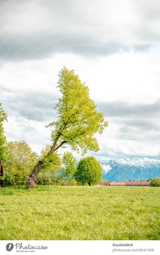 Leichtigkeit | durch Schrägstellung des Baumes Farbfoto Außenaufnahme Tag mehrfarbig Natur Menschenleer grün natürlich Umwelt Ruhe Idylle abschalten Landschaft