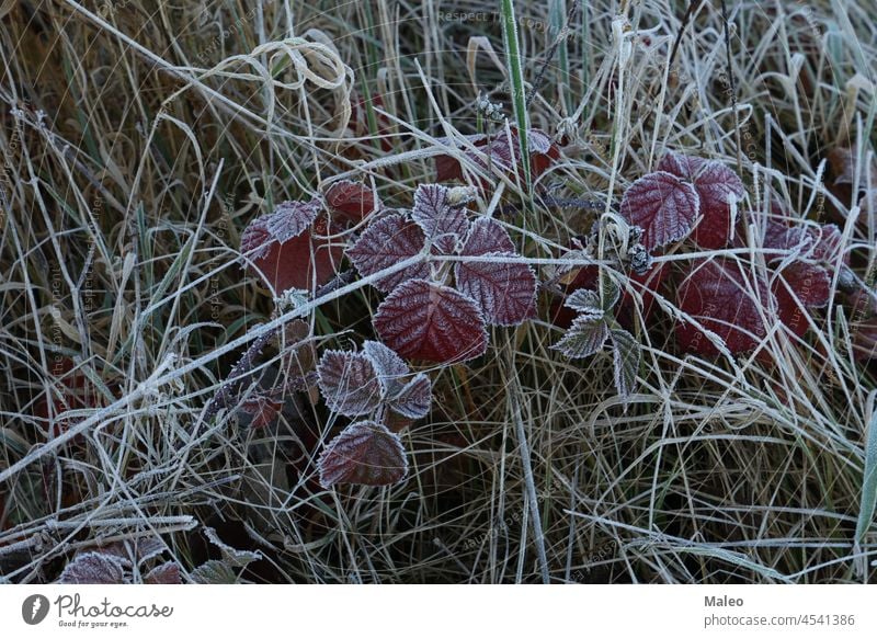 Herbstmorgens sind die Blätter mit Raureif bedeckt Winter Natur Frost Pflanze Hintergrund Nahaufnahme Kristalle kalt im Freien Morgen Schnee frostig fallen Eis