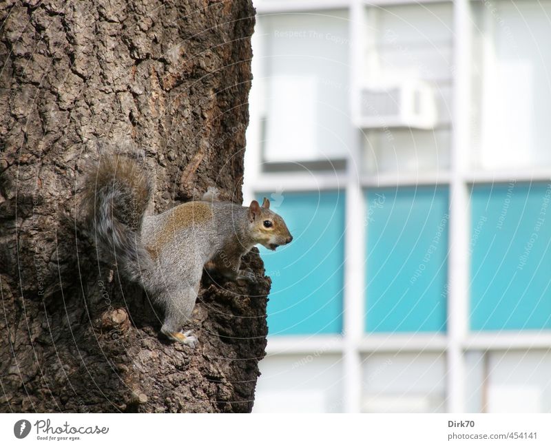 Großstadthörnchen Baum Baumstamm Baumrinde Park New York City USA Stadt Hochhaus Fassade Mauer Wand Union Square Tier Wildtier Eichhörnchen Nagetiere 1