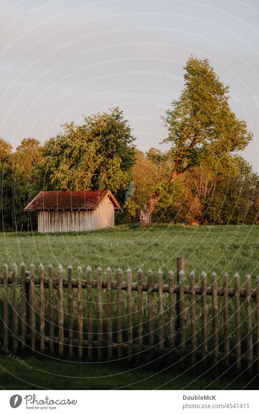 Verlassene Hütte und windschiefer Baum und zur Abenddämmerung Farbfoto Außenaufnahme Tag mehrfarbig Natur Menschenleer grün natürlich Umwelt Ruhe Idylle