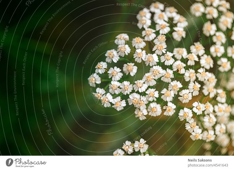 Schafgarbenblüte Achillea Unschärfe Abkochung notwendig Blume Ernten Gesundheit Blütenstände medizinisch Millefolium Erdöl Salbe Sommer Tinktur Leckerbissen