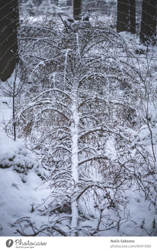 Toter Weihnachtsbaum Hintergrund schön Ast gebrochen kalt bedeckt Schaden Gefahr gefährlich Zerstörung Desaster Ökologie Umwelt Immergrün gefallen Tanne Wald