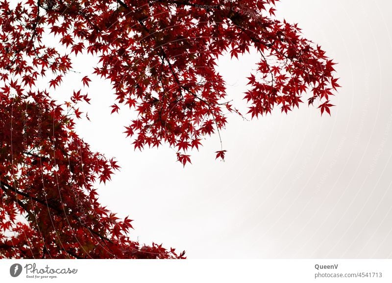 Fächer-Ahorn in Herbst Fächerahorn rot Baum Blatt Japanischer Ahorn Ahornblatt Garten Pflanze Natur Tag Umwelt Gegenlicht