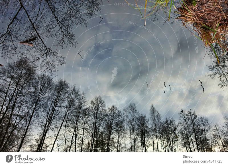 Bäume spiegeln sich im Wasser optische Täuschung The Sky Is The Limit Auf Den Kopf Gestellt auf den Kopf gestellt Wald See Spiegelung Spiegelung im Wasser