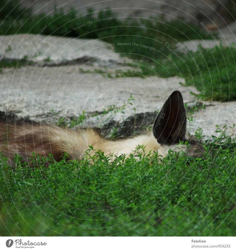 Lauschangriff Umwelt Natur Pflanze Tier Urelemente Erde Grünpflanze Wildtier Fell 1 natürlich wild grün Stein Felsen Ohr schlafen hören Farbfoto Gedeckte Farben