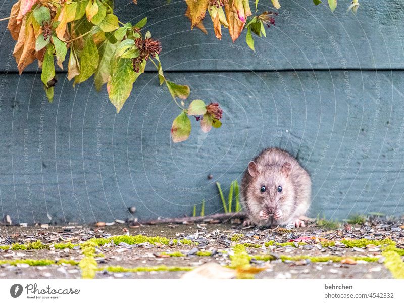 piep piep Futter Fressen Pflanze Knopfauge witzig Garten Tierliebe niedlich beobachten Farbfoto Neugier Außenaufnahme Tiergesicht Tierporträt Menschenleer frech