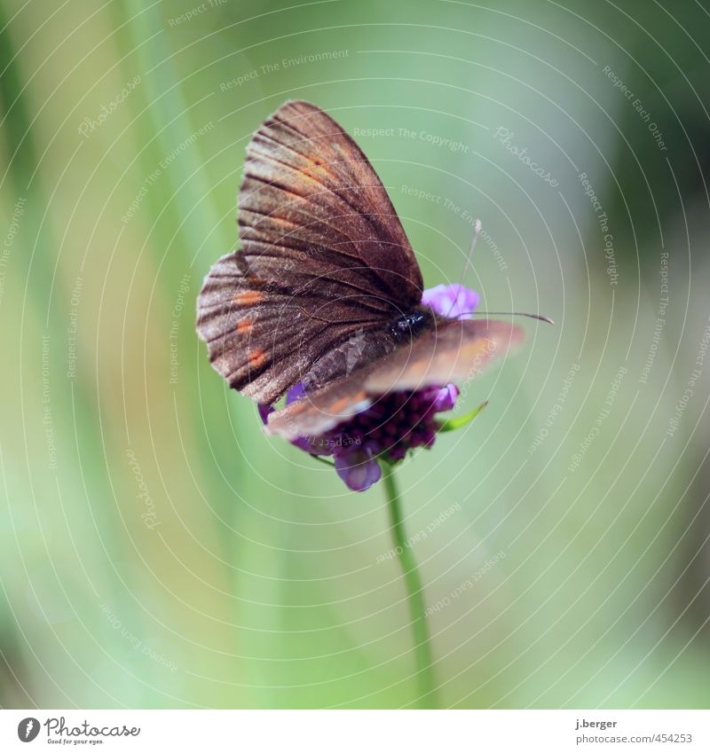 kleines Braunes Natur Tier Wildtier Schmetterling 1 warten braun grün Blüte Blume Farbfoto Gedeckte Farben Außenaufnahme Nahaufnahme Detailaufnahme