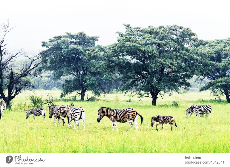 gemeinsam Tierfamilie beeindruckend besonders grün Einsamkeit gestreift Ferien & Urlaub & Reisen Tourismus Ausflug Landschaft Natur Umwelt Safari Freiheit Ferne