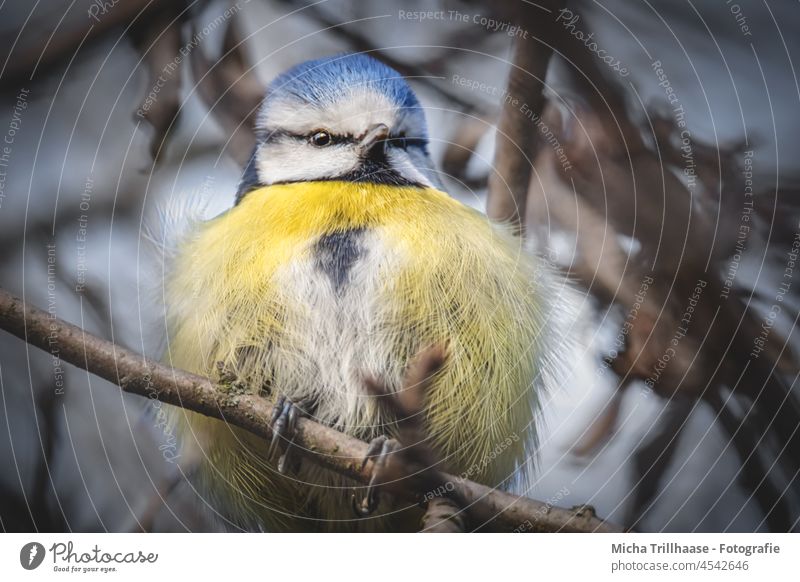 Aufgeplusterte Blaumeise Cyanistes caeruleus Meisen Tiergesicht Kopf Schnabel Auge Flügel Krallen Vogel Feder gefiedert Blick Wildtier Natur aufgeplustert